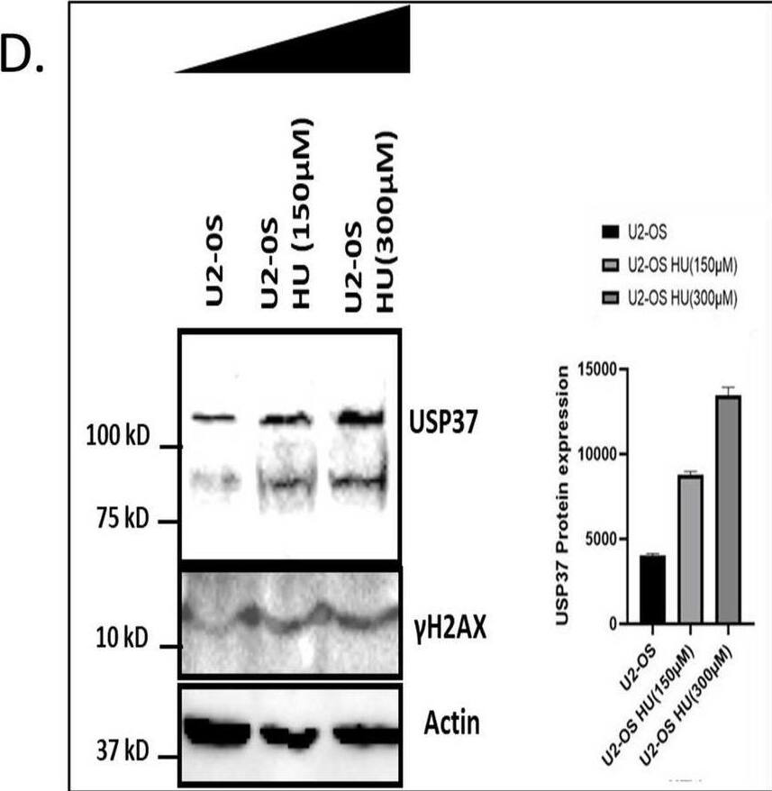 USP37 Antibody