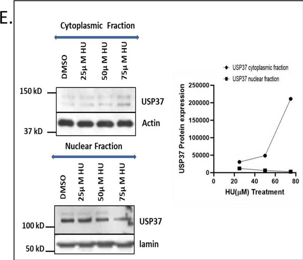 USP37 Antibody