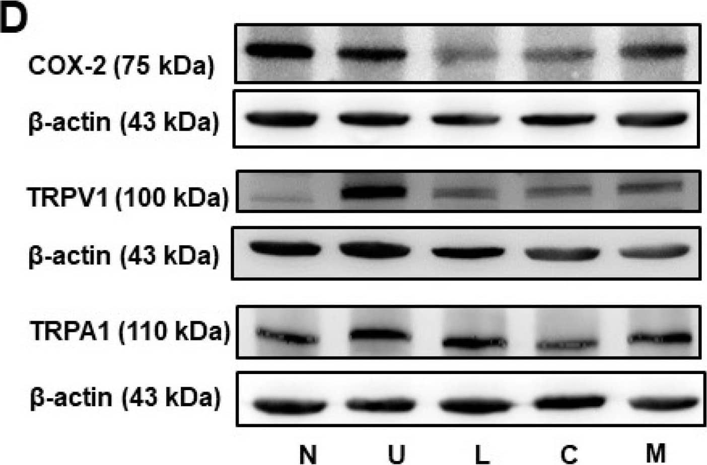 TRPA1 Antibody - BSA Free