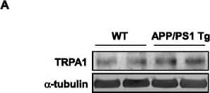 TRPA1 Antibody - BSA Free