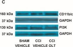 CD11b/c Antibody - BSA Free