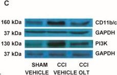 CD11b/c Antibody - BSA Free