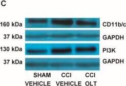 CD11b/c Antibody - BSA Free