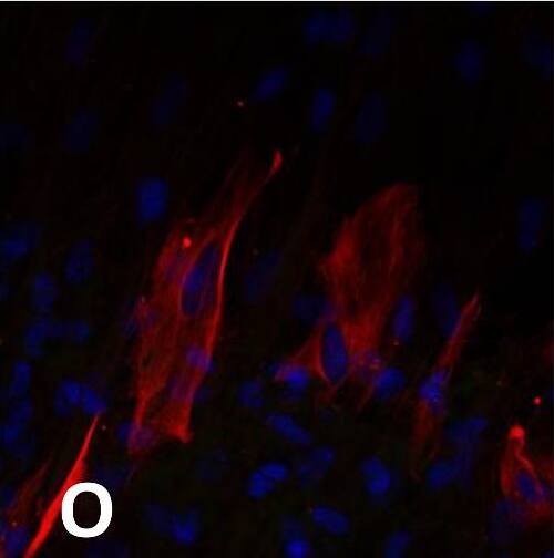 CD11b/c Antibody - BSA Free