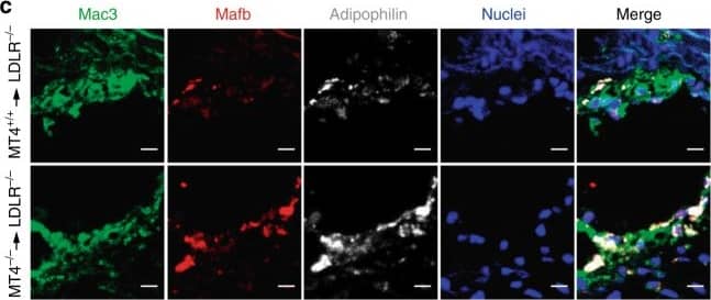 Perilipin-2/ADFP Antibody - BSA Free