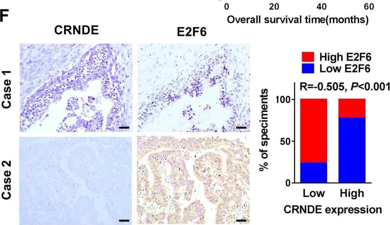 E2F6 Antibody - BSA Free