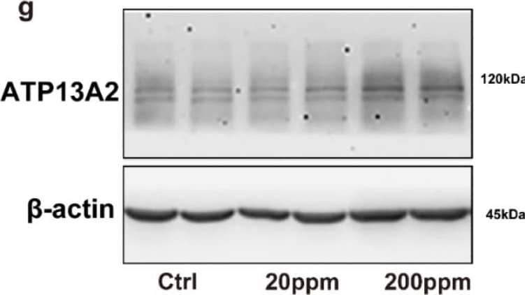 ATP13A2 Antibody - BSA Free