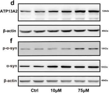ATP13A2 Antibody - BSA Free