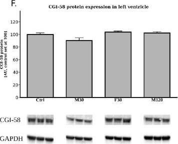Abhd5 Antibody - BSA Free