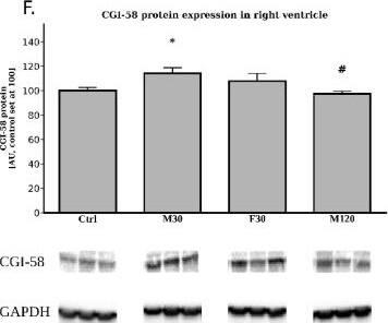 Abhd5 Antibody - BSA Free
