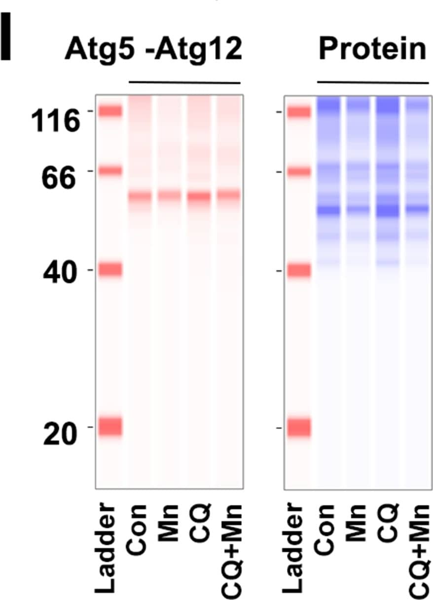 ATG5 Antibody - BSA Free