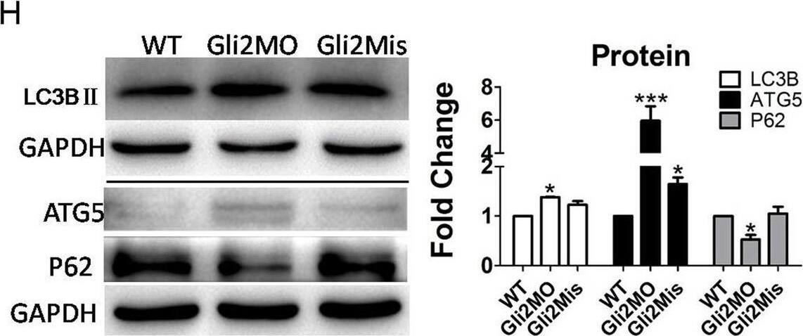ATG5 Antibody - BSA Free