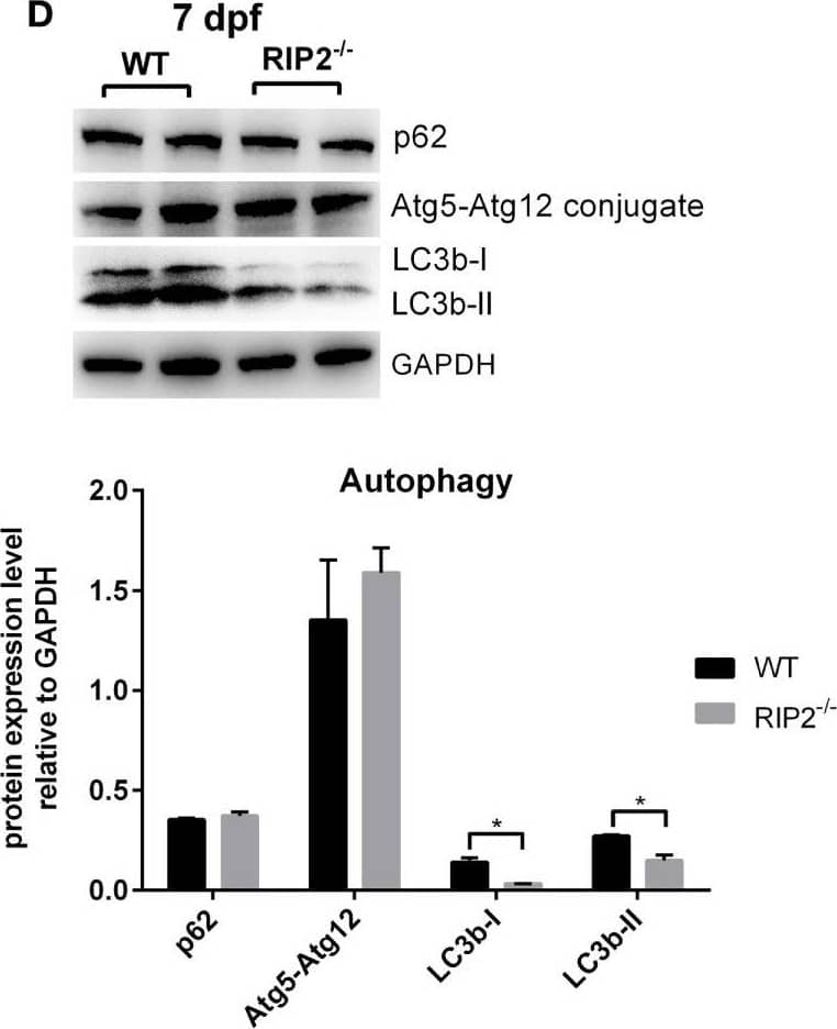 ATG5 Antibody - BSA Free