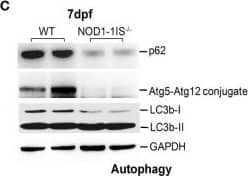 ATG5 Antibody - BSA Free
