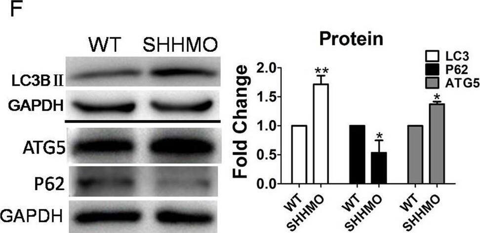 ATG5 Antibody - BSA Free