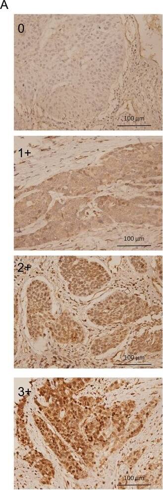 ATG5 Antibody - BSA Free