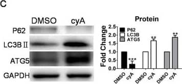 ATG5 Antibody - BSA Free