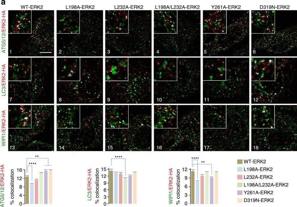 ATG5 Antibody - BSA Free