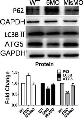 ATG5 Antibody - BSA Free