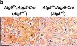ATG5 Antibody - BSA Free