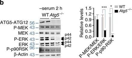 ATG5 Antibody - BSA Free