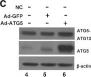 ATG5 Antibody - BSA Free