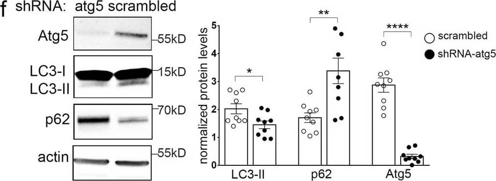 ATG5 Antibody - BSA Free