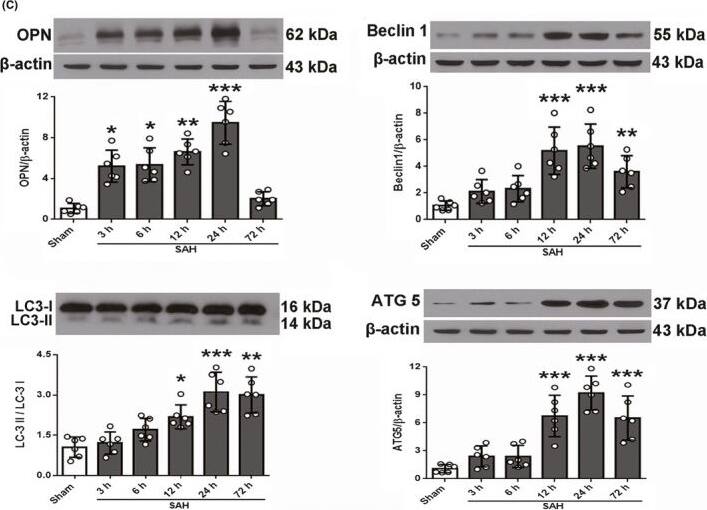 ATG5 Antibody - BSA Free