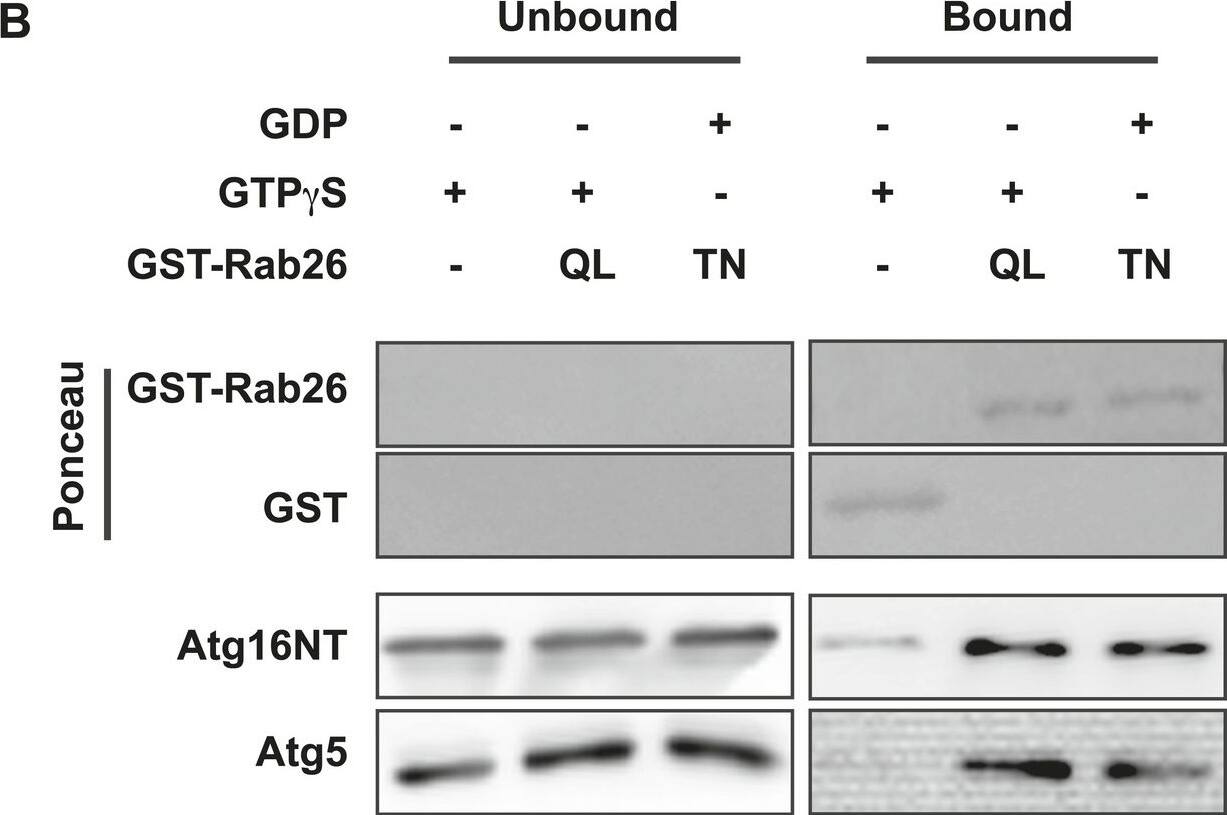 ATG5 Antibody - BSA Free