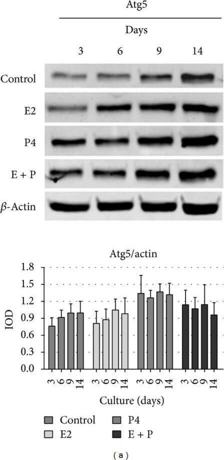 ATG5 Antibody - BSA Free