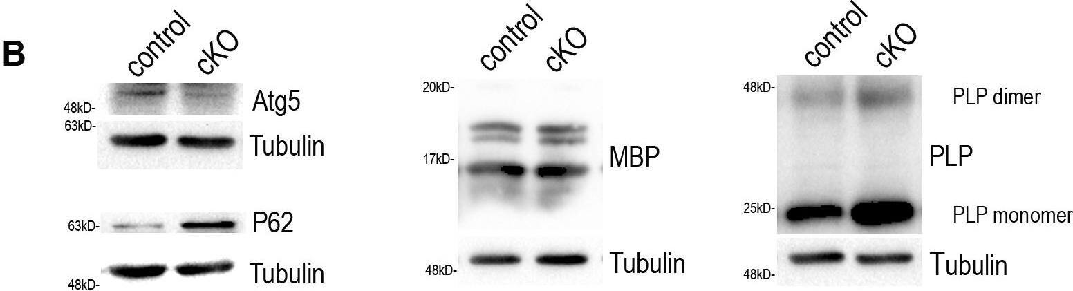 ATG5 Antibody - BSA Free