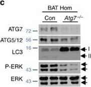 ATG5 Antibody - BSA Free