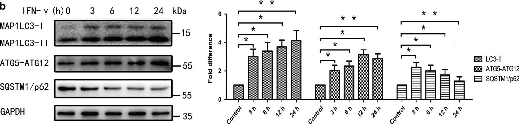 ATG5 Antibody - BSA Free