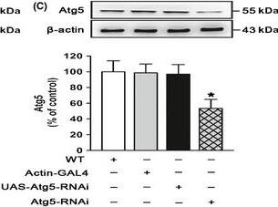 ATG5 Antibody - BSA Free