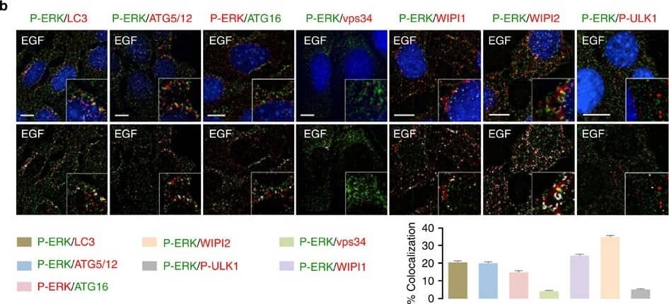 ATG5 Antibody - BSA Free