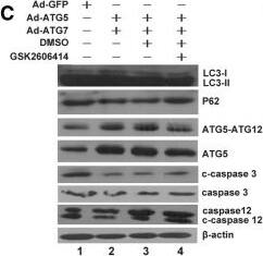 ATG5 Antibody - BSA Free
