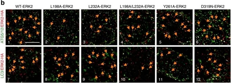 ATG5 Antibody - BSA Free