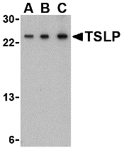 TSLP Antibody - BSA Free