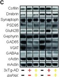 VIAAT/SLC32A1/VGAT Antibody - BSA Free