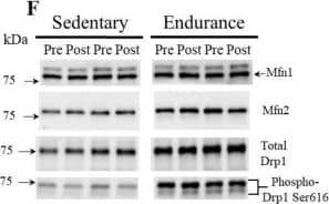 DRP1 Antibody - BSA Free