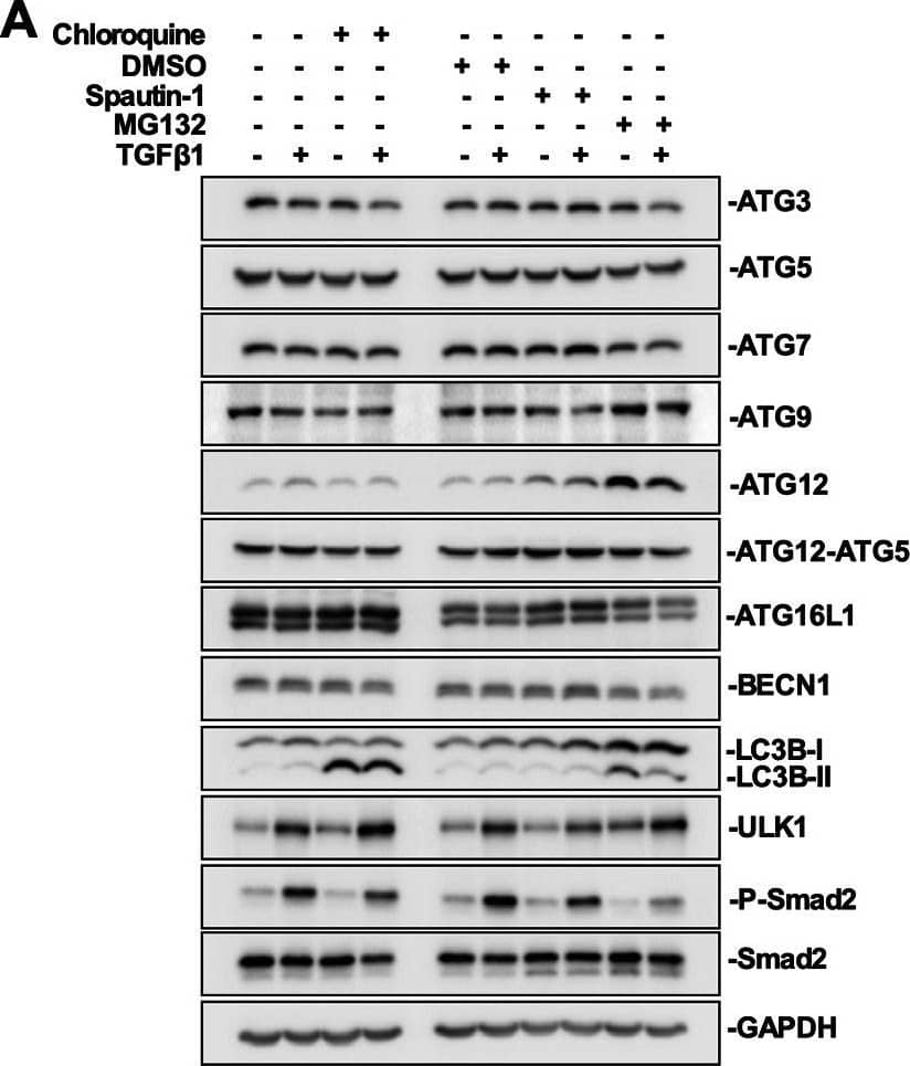 ATG9A Antibody - BSA Free