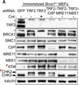 TRF-2 Antibody - BSA Free