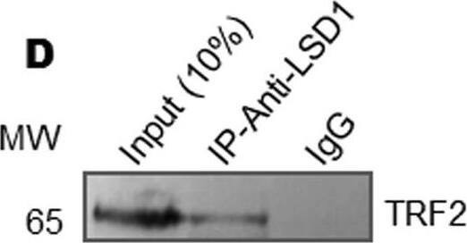 TRF-2 Antibody - BSA Free