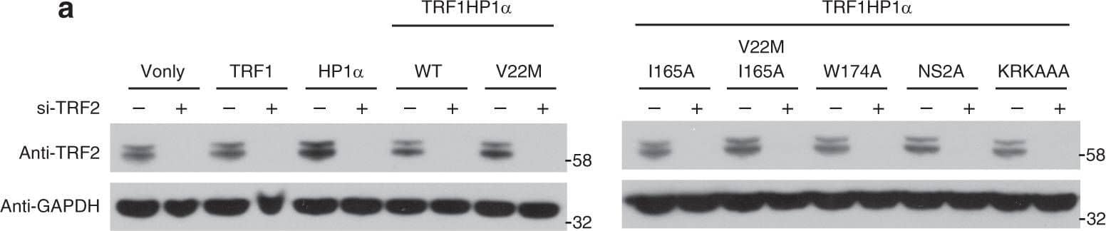 TRF-2 Antibody - BSA Free