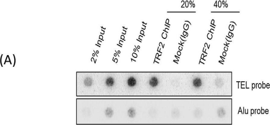 TRF-2 Antibody - BSA Free