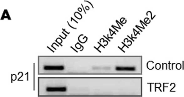 TRF-2 Antibody - BSA Free