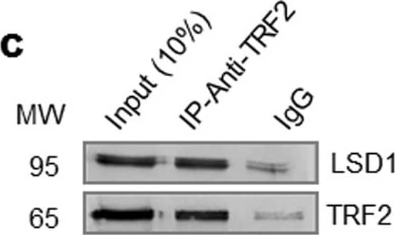 TRF-2 Antibody - BSA Free
