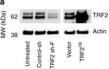TRF-2 Antibody - BSA Free