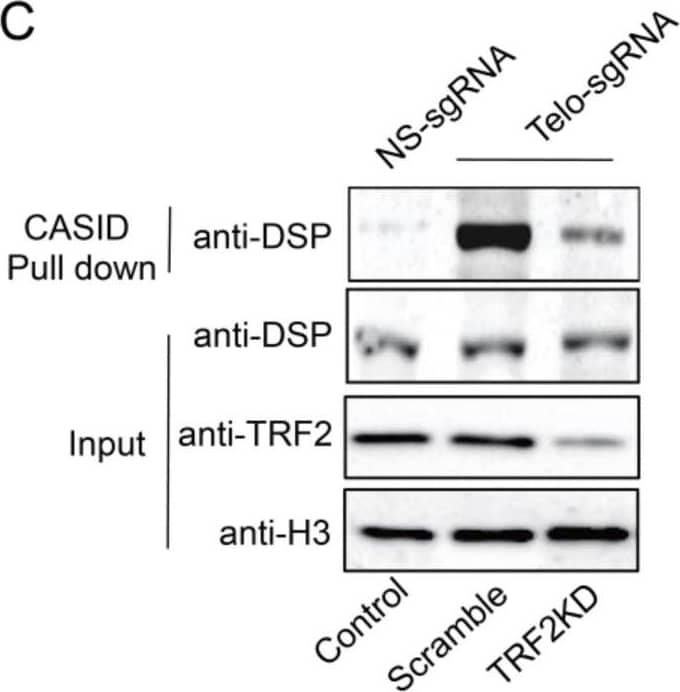 TRF-2 Antibody - BSA Free