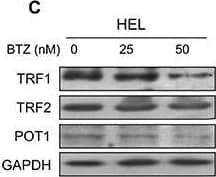 TRF-2 Antibody - BSA Free